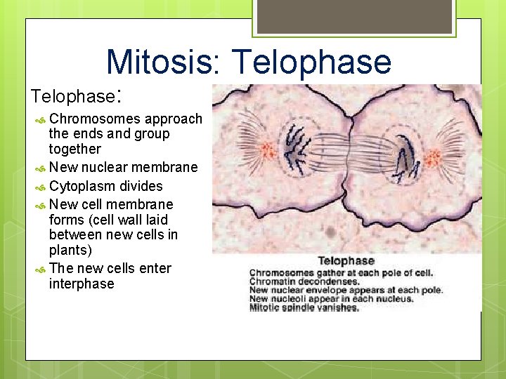 Mitosis: Telophase: Chromosomes approach the ends and group together New nuclear membrane Cytoplasm divides