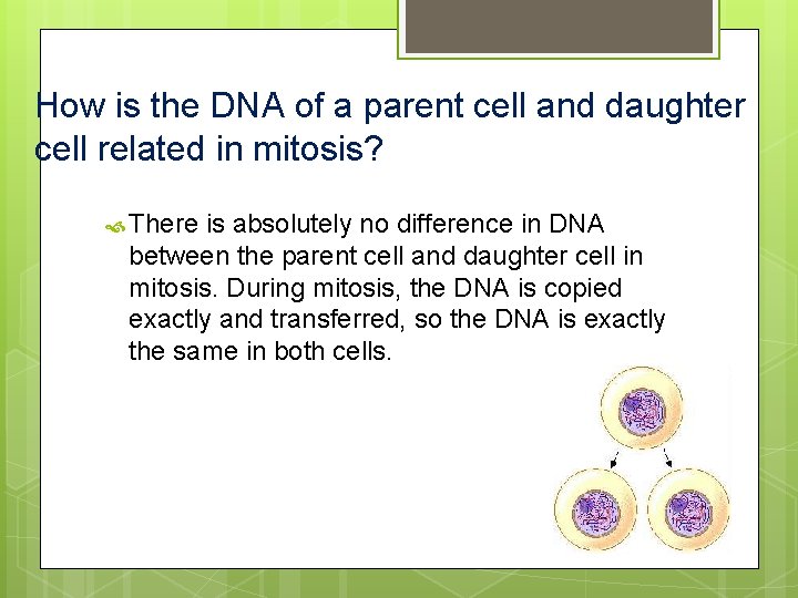 How is the DNA of a parent cell and daughter cell related in mitosis?
