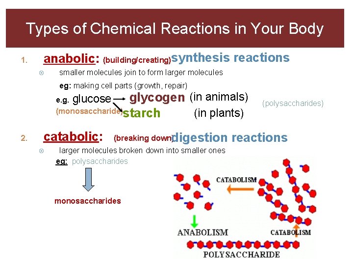 Types of Chemical Reactions in Your Body 1. anabolic: (building/creating)synthesis reactions smaller molecules join Types of Chemical Reactions in Your Body 1. anabolic: (building/creating)synthesis reactions smaller molecules join