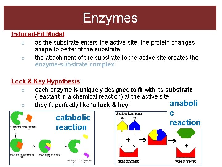 Enzymes Induced-Fit Model as the substrate enters the active site, the protein changes shape Enzymes Induced-Fit Model as the substrate enters the active site, the protein changes shape
