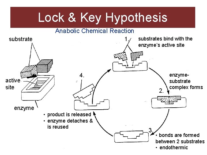 Lock & Key Hypothesis Anabolic Chemical Reaction substrate active site 1. substrates bind with Lock & Key Hypothesis Anabolic Chemical Reaction substrate active site 1. substrates bind with