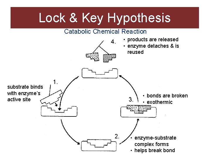 Lock & Key Hypothesis Catabolic Chemical Reaction 4. substrate binds with enzyme’s active site Lock & Key Hypothesis Catabolic Chemical Reaction 4. substrate binds with enzyme’s active site