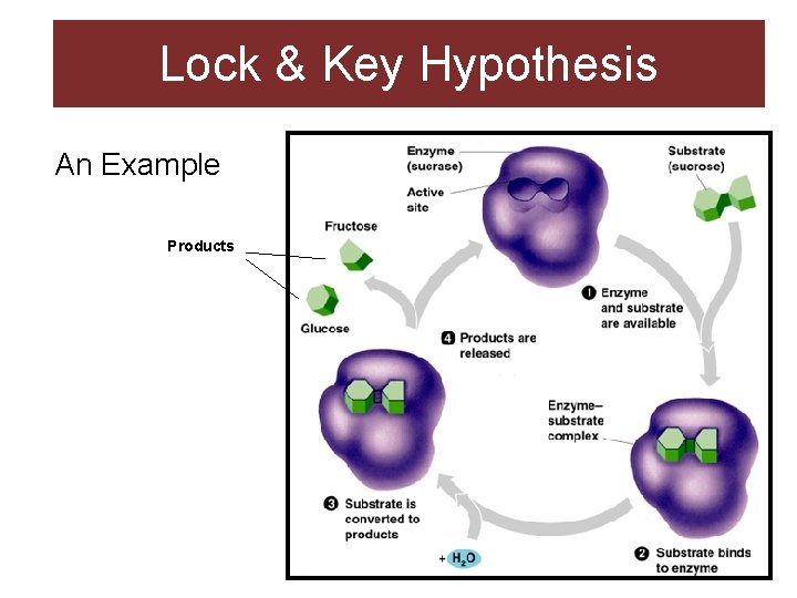 Lock & Key Hypothesis An Example Products Lock & Key Hypothesis An Example Products