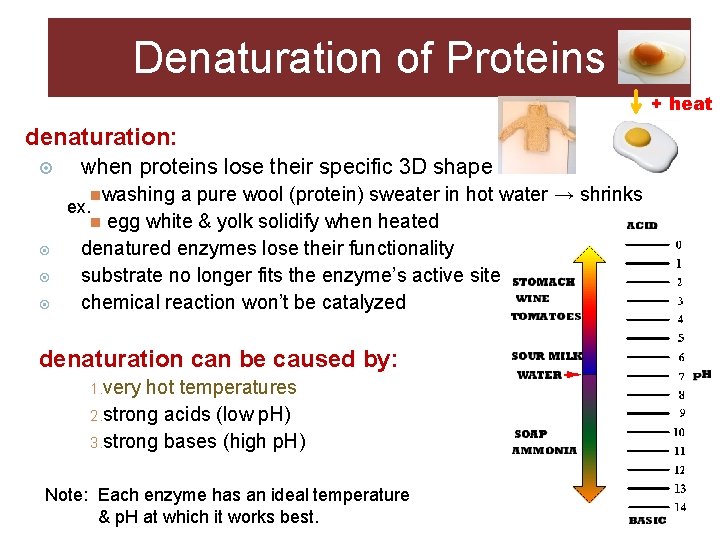 Denaturation of Proteins + heat denaturation: when proteins lose their specific 3 D shape Denaturation of Proteins + heat denaturation: when proteins lose their specific 3 D shape