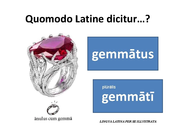 Quomodo Latine dicitur…? gemmātus plūrālis gemmātī LINGVA LATINA PER SE ILLVSTRATA 