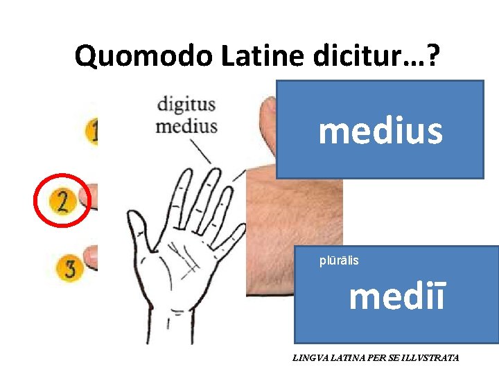 Quomodo Latine dicitur…? medius plūrālis mediī LINGVA LATINA PER SE ILLVSTRATA 