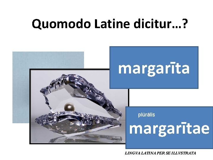 Quomodo Latine dicitur…? margarīta plūrālis margarītae LINGVA LATINA PER SE ILLVSTRATA 