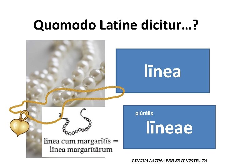 Quomodo Latine dicitur…? līnea plūrālis līneae LINGVA LATINA PER SE ILLVSTRATA 
