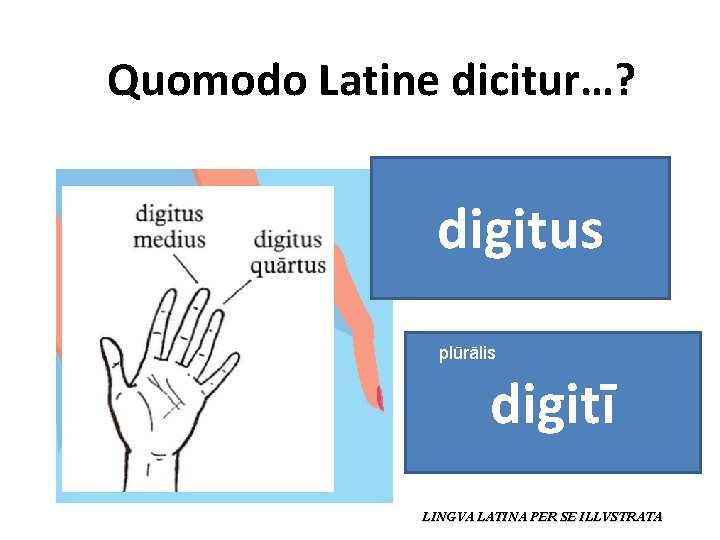 Quomodo Latine dicitur…? digitus plūrālis digitī LINGVA LATINA PER SE ILLVSTRATA 