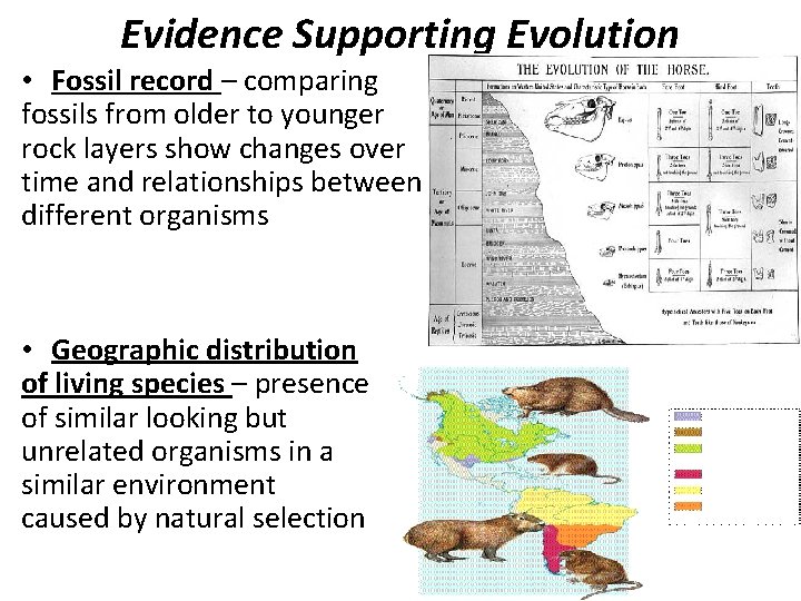 Evidence Supporting Evolution • Fossil record – comparing fossils from older to younger rock