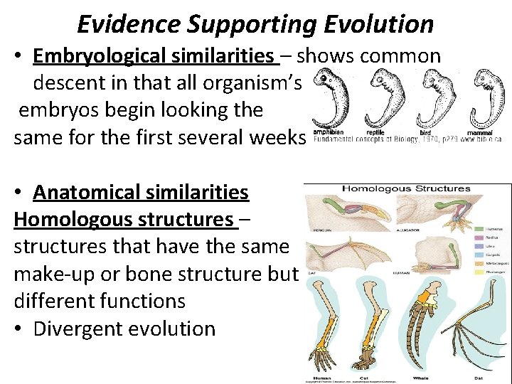 Evidence Supporting Evolution • Embryological similarities – shows common descent in that all organism’s