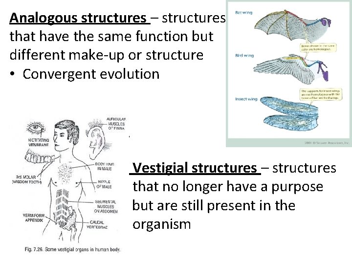 Analogous structures – structures that have the same function but different make-up or structure