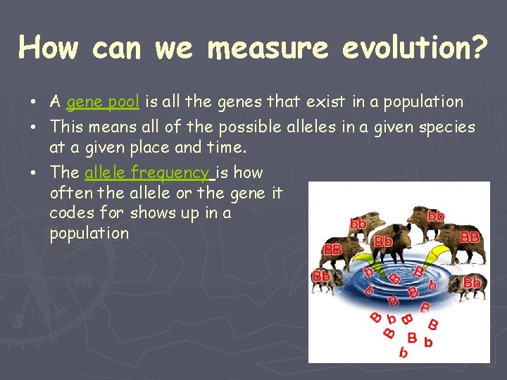 How can we measure evolution? • A gene pool is all the genes that