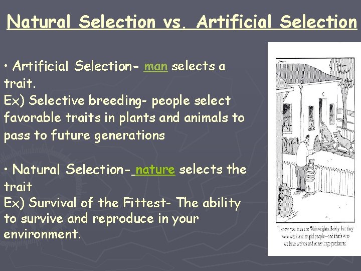 Natural Selection vs. Artificial Selection • Artificial Selection- man selects a trait. Ex) Selective