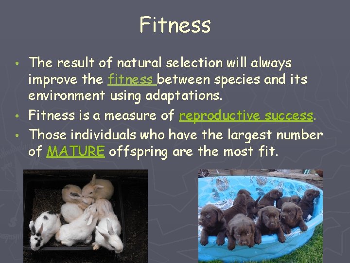 Fitness The result of natural selection will always improve the fitness between species and