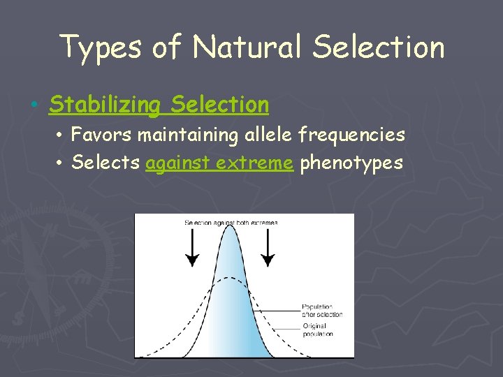 Types of Natural Selection • Stabilizing Selection • Favors maintaining allele frequencies • Selects