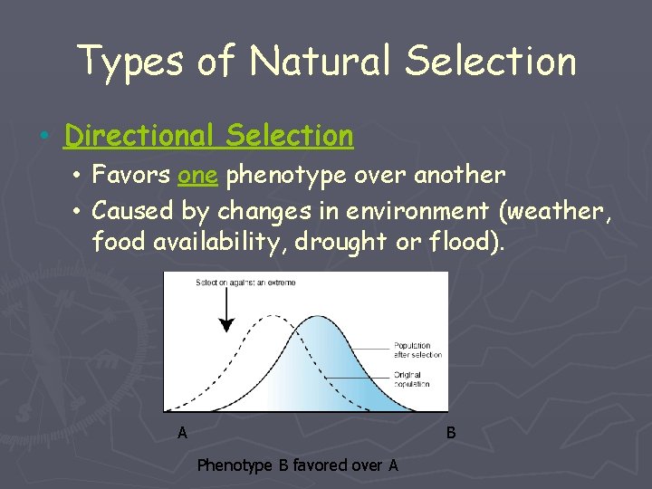Types of Natural Selection • Directional Selection • Favors one phenotype over another •