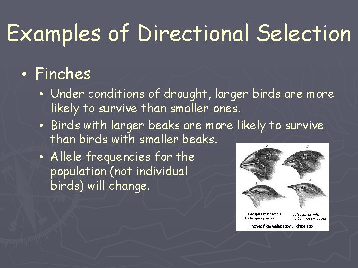 Examples of Directional Selection • Finches • Under conditions of drought, larger birds are