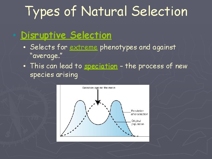 Types of Natural Selection • Disruptive Selection • Selects for extreme phenotypes and against