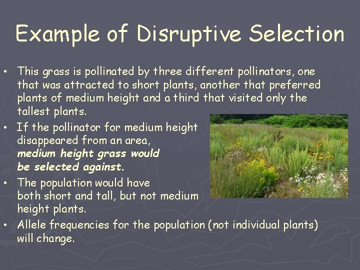 Example of Disruptive Selection • This grass is pollinated by three different pollinators, one