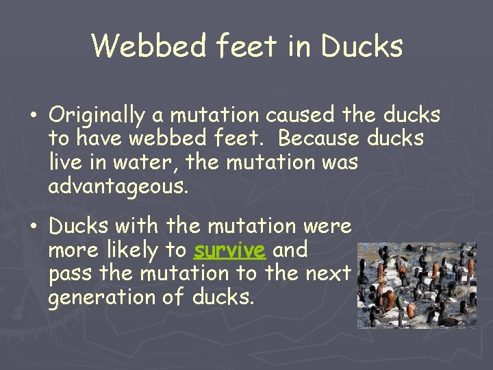 Webbed feet in Ducks • Originally a mutation caused the ducks to have webbed