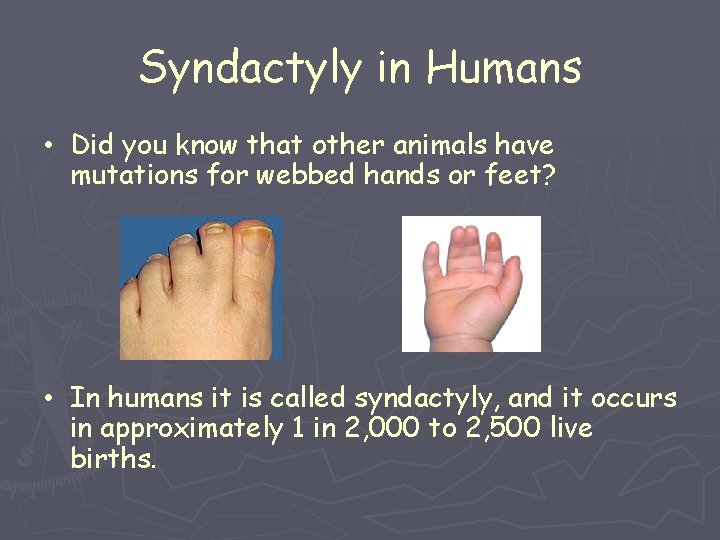 Syndactyly in Humans • Did you know that other animals have mutations for webbed