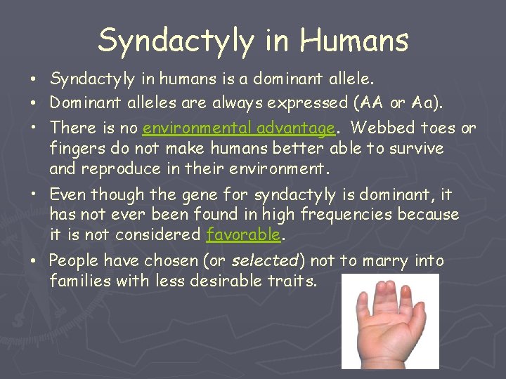 Syndactyly in Humans • Syndactyly in humans is a dominant allele. • Dominant alleles