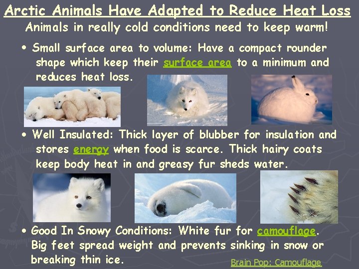 Arctic Animals Have Adapted to Reduce Heat Loss Animals in really cold conditions need