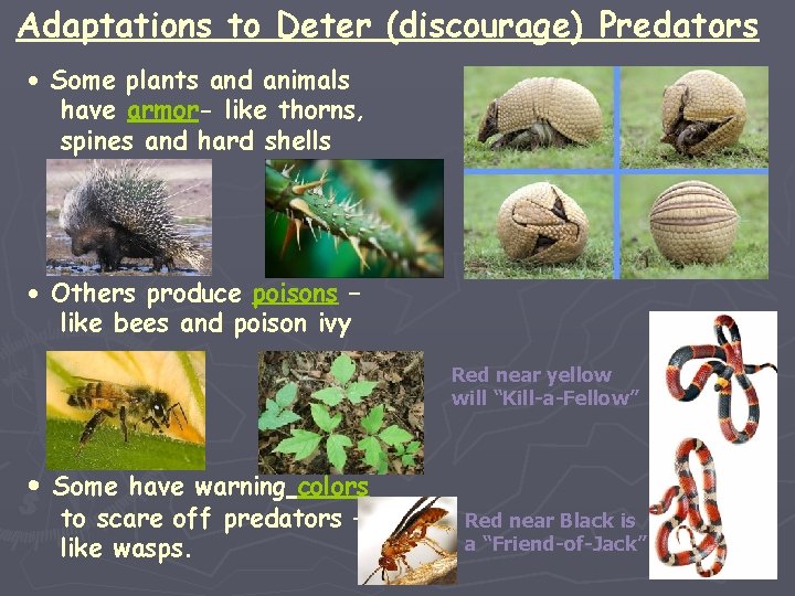 Adaptations to Deter (discourage) Predators • Some plants and animals have armor- like thorns,