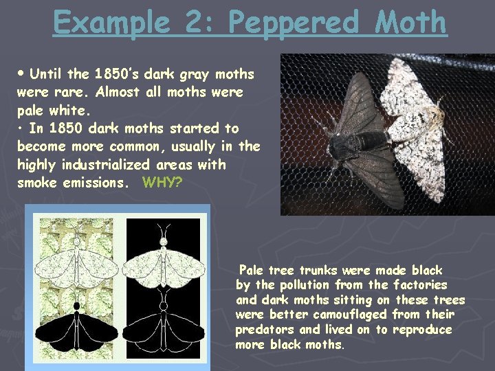 Example 2: Peppered Moth • Until the 1850’s dark gray moths were rare. Almost