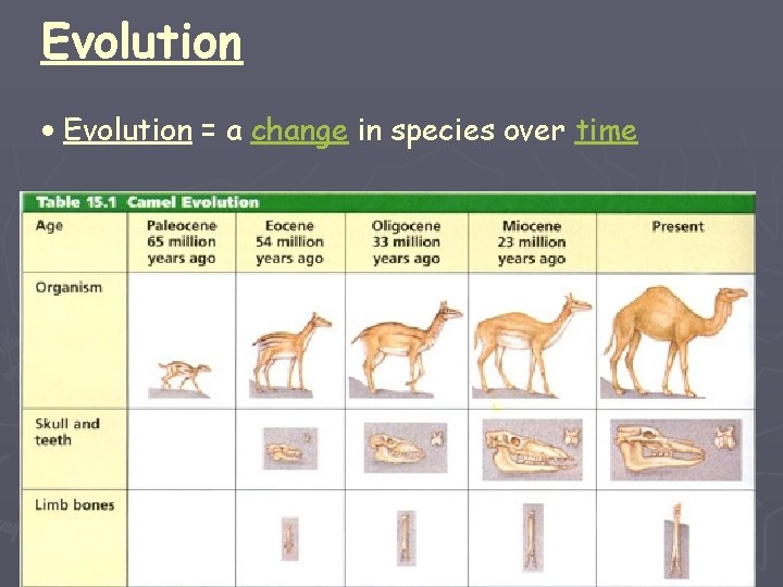Evolution • Evolution = a change in species over time 