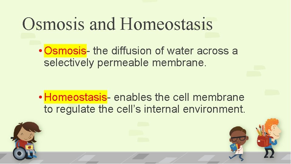 Osmosis and Homeostasis • Osmosis- the diffusion of water across a selectively permeable membrane.