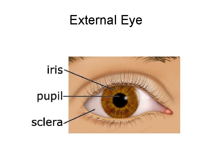 External Eye 