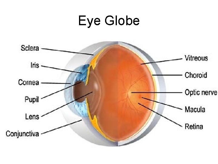 Eye Globe 