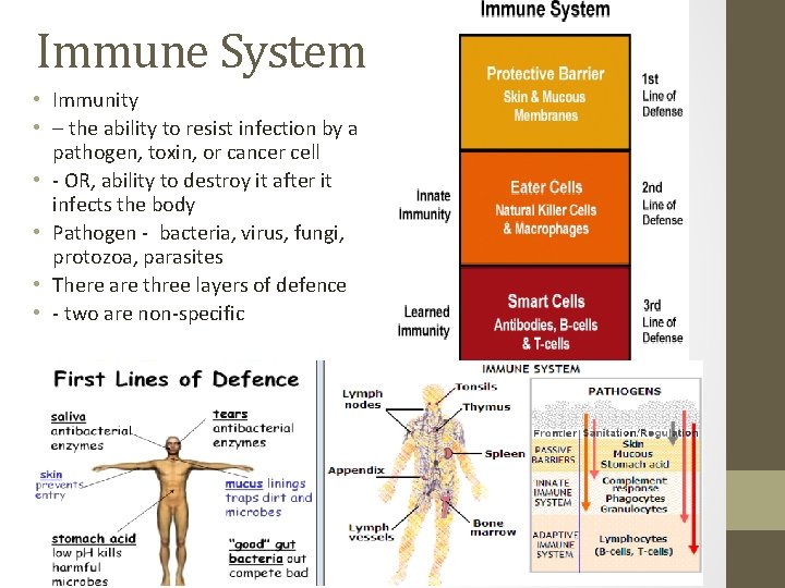 Immune System • Immunity • – the ability to resist infection by a pathogen,