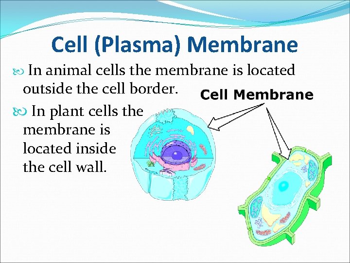 Cell (Plasma) Membrane In animal cells the membrane is located outside the cell border.