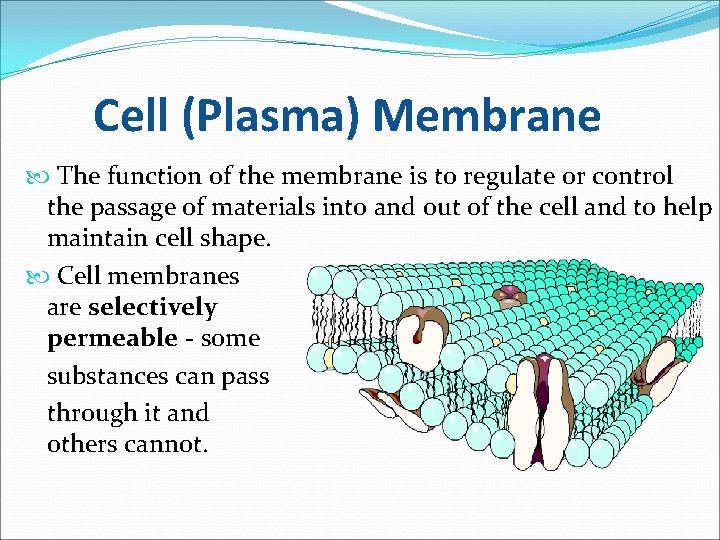 Cell (Plasma) Membrane The function of the membrane is to regulate or control the