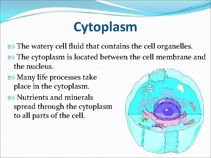 Cytoplasm The watery cell fluid that contains the cell organelles. The cytoplasm is located