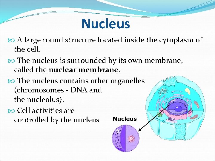 Nucleus A large round structure located inside the cytoplasm of the cell. The nucleus