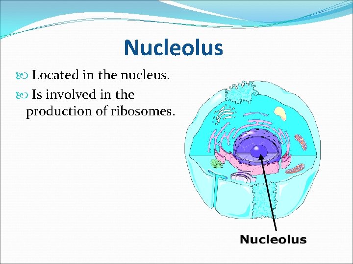 Nucleolus Located in the nucleus. Is involved in the production of ribosomes. 