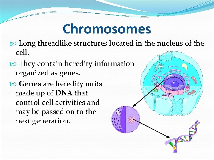 Chromosomes Long threadlike structures located in the nucleus of the cell. They contain heredity