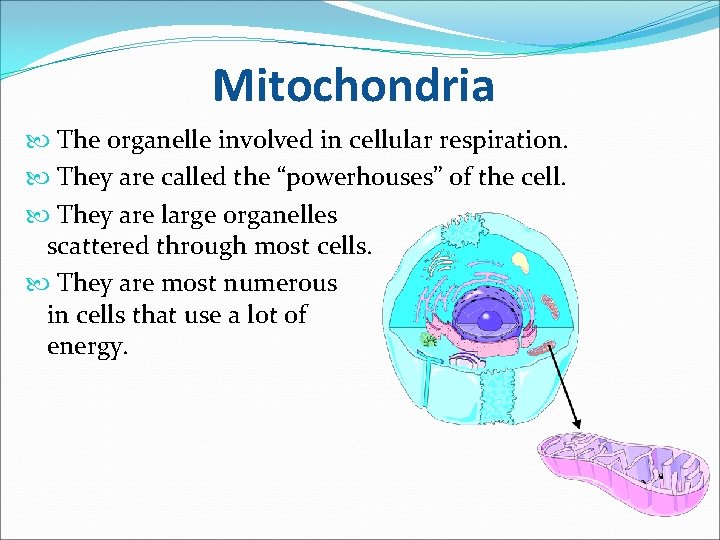 Mitochondria The organelle involved in cellular respiration. They are called the “powerhouses” of the