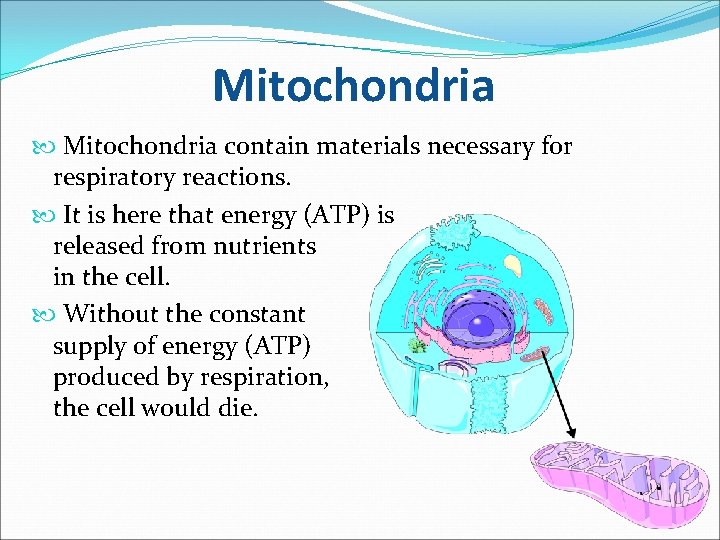 Mitochondria contain materials necessary for respiratory reactions. It is here that energy (ATP) is