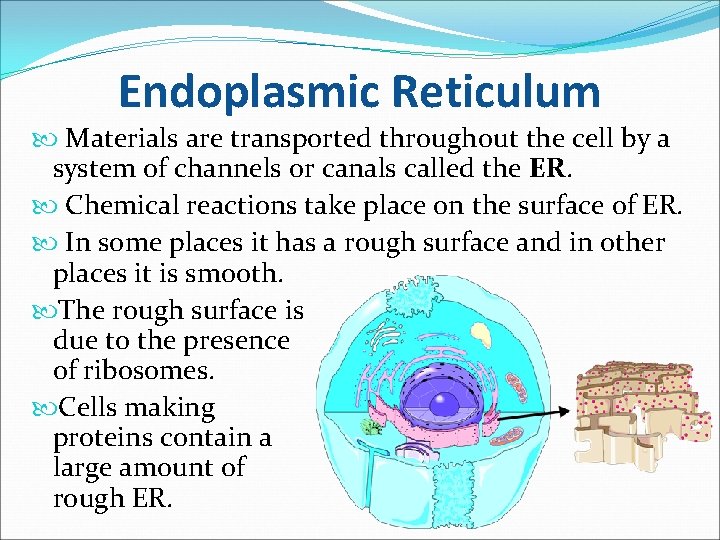 Endoplasmic Reticulum Materials are transported throughout the cell by a system of channels or