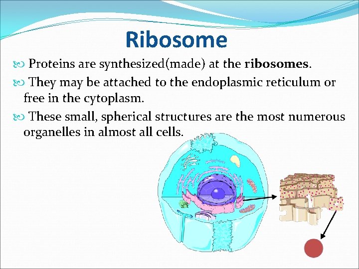 Ribosome Proteins are synthesized(made) at the ribosomes. They may be attached to the endoplasmic