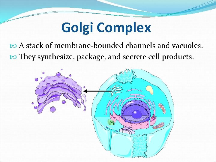 Golgi Complex A stack of membrane-bounded channels and vacuoles. They synthesize, package, and secrete
