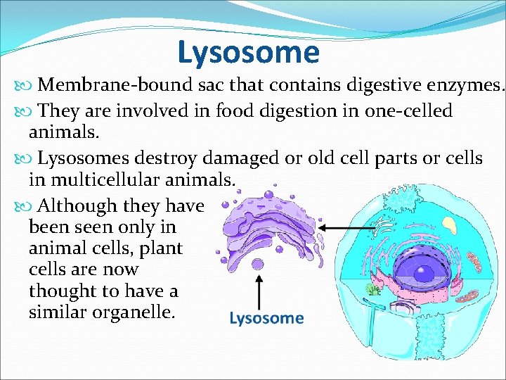 Lysosome Membrane-bound sac that contains digestive enzymes. They are involved in food digestion in