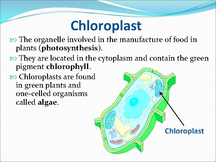 Chloroplast The organelle involved in the manufacture of food in plants (photosynthesis). They are