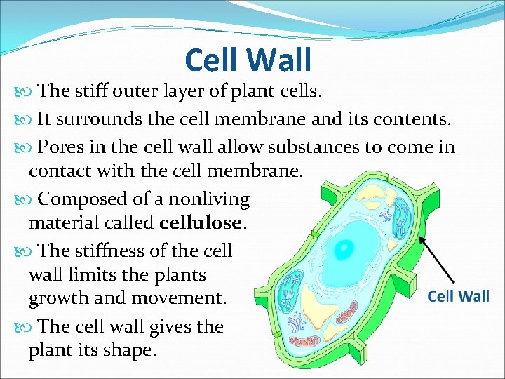 Cell Wall The stiff outer layer of plant cells. It surrounds the cell membrane