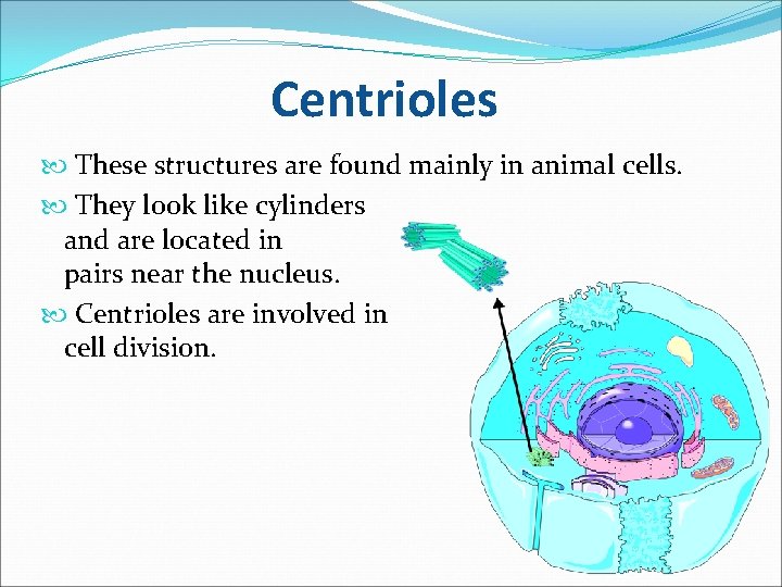 Centrioles These structures are found mainly in animal cells. They look like cylinders and
